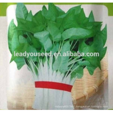 NWS01 Quandou All kinds of guangzhou vegetable seeds, water spinach seeds